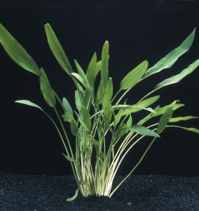 Криптокорина Люценс (меристемное растение), ф60х40 мм