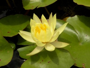 Nymphaea Mexicana zaccarini - желтая, мелкий сорт